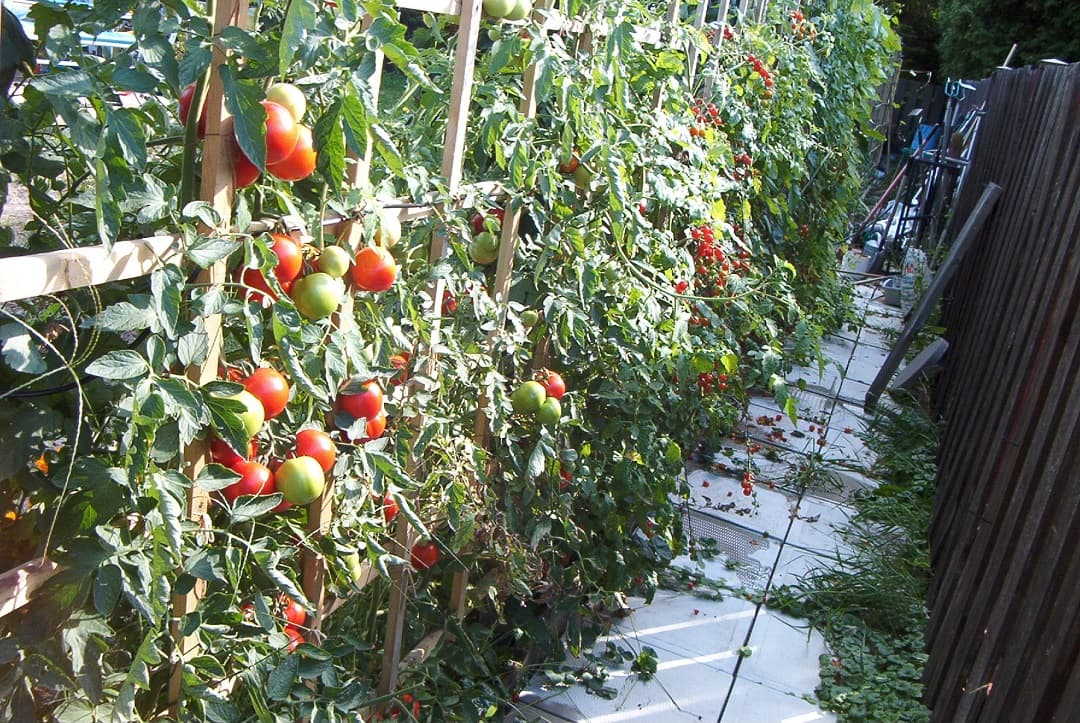 6 Tips and Tricks to Increase Your Tomato Yield